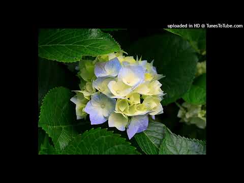 Jon Cili _ Virus [ Produced by DJ Machuzu ]