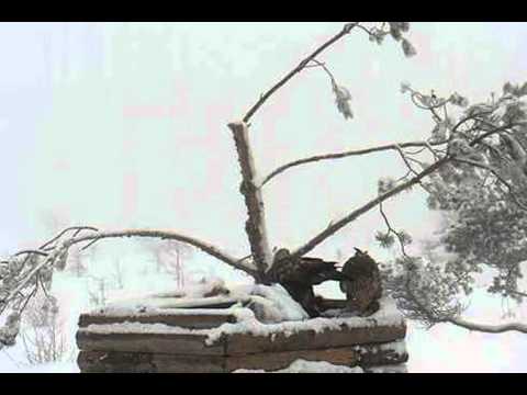 Two eagles at the bird feeder