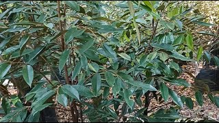 Download lagu BAWOR  MK OCI 081328018166sedang live sekarang! mp3