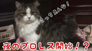 夜のプロレス！？マウントを取られるな！