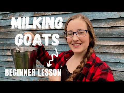 , title : 'Beginner Goat Milking Routine | How to Milk, Process, and Use Your Goat Milk!'