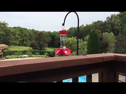 Hummingbirds slo-mo