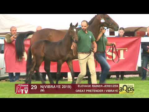 Show AQPS 2019 : Lot 29 - N(VIBRAYE 2019)