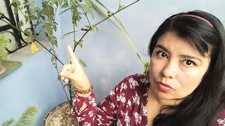 Tomatillo del diablo en mi jardín.