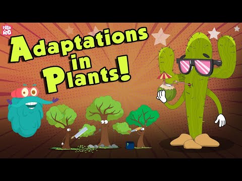 , title : 'Adaptations In Plants | What Is ADAPTATION? | The Dr Binocs Show | Peekaboo Kidz'