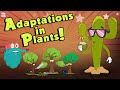 Adaptations In Plants | What Is ADAPTATION? | The Dr Binocs Show | Peekaboo Kidz