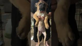 Video preview image #1 Mutt Puppy For Sale in Holly Springs, NC, USA