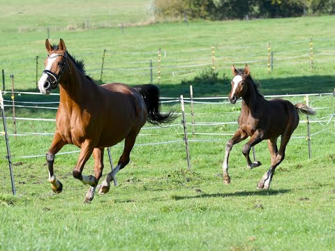 Eddie V (Emerald van't Ruytershof x Quasimodo van de Molendreef)