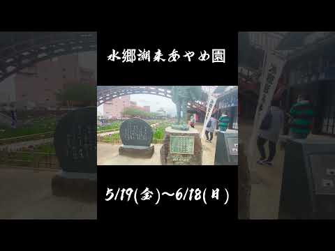 水鄉潮來菖蒲園
