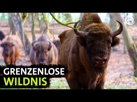 Das Oder-Delta ‒ Grenzenlose Wildnis an der Ostsee | Erlebnis Erde