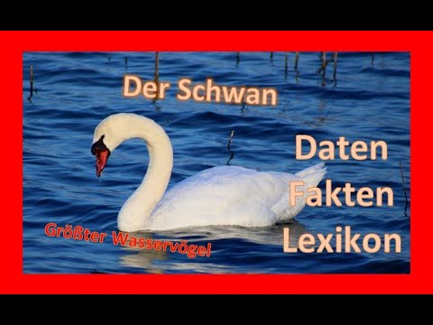 Der Schwan