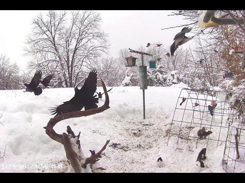 Crows at the Feeders