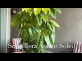 The Schefflera Amate Soleil - A Neon Golden Umbrella Tree