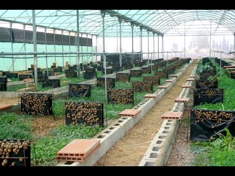 Granjas de caracoles en la Isla de Mallorca, España.