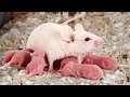 How Mom White Mouse Giving Birth To Many Cute Newborn Mouse