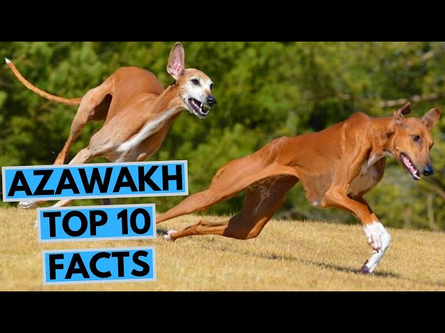 Výslovnost videa Azawakh v Anglický