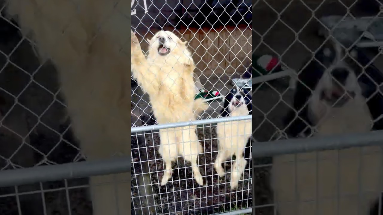 Halo, a Adoptable Mixed Breed in Redwood Valley, CA video 6/6