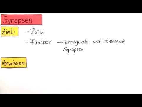 Die Synapse: Bau und Funktion | Biologie | Humanbiologie