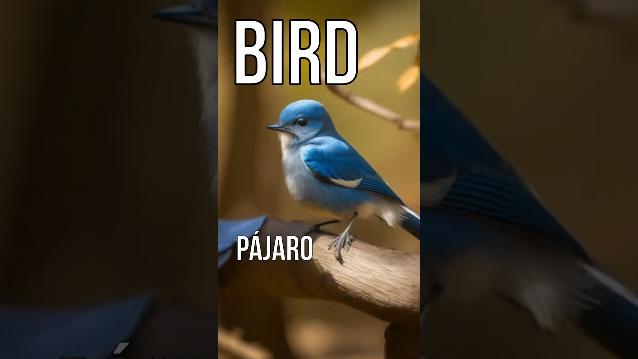 ✨Como aprender ingles BIRD#shorts #English  #inglés #palabras #palabrasinglés #bird #birds #pets