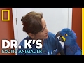 The Big Blue Bird Dr K S Exotic Animal ER