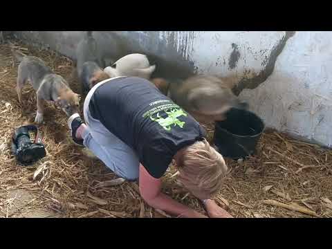 Neela, Neville, Neassa & Nanda (Road Puppies) 6.9.2017, Onevet Cosoba