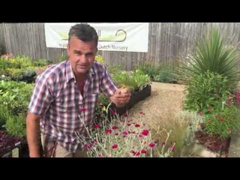 Antony's Gardening Tips - Lychnis