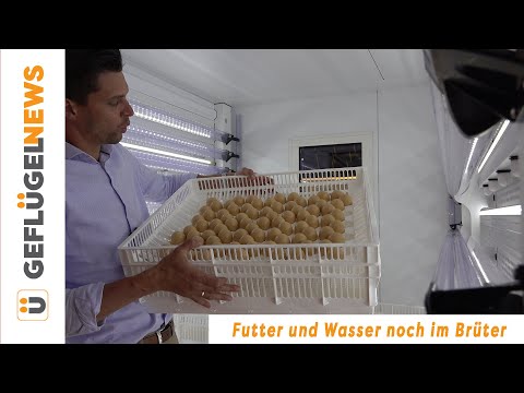 Futter und Wasser noch im Brüter  -  VIV Europe 2022