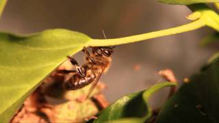 Download lagu bee dancing (Bee Trickey) mp3