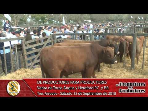 15-09-18 Venta de Toros Angus y P. Hereford P.C. y P.R. - de Prod. para Prod. - Tres Arroyos