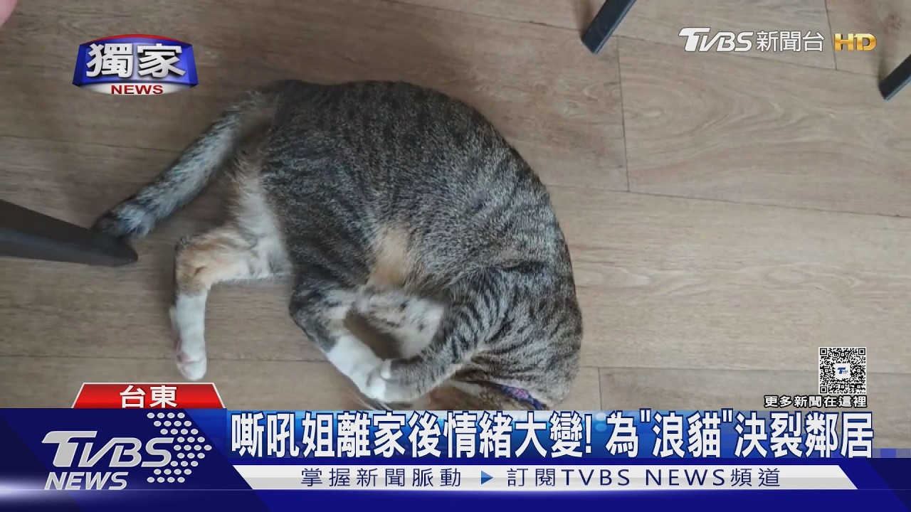 獨家影音/因「一隻貓」與鄰居決裂! 台東嘶吼姐從此性情大變遊蕩街頭