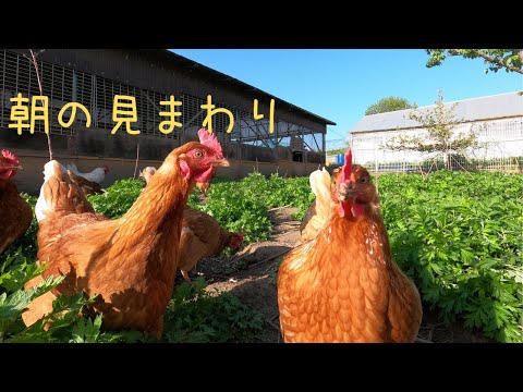 【朝の見まわり】きつねさんの穴埋めです