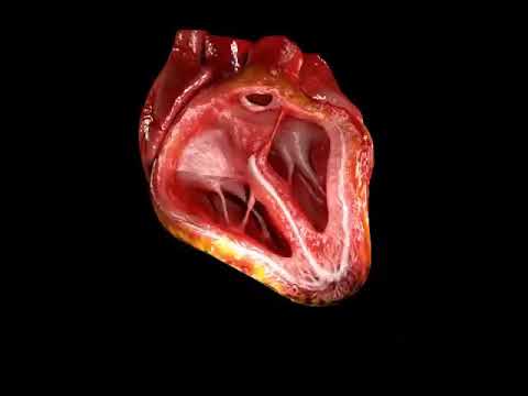 heart beat 0.8 second main ak bar dadakta hai