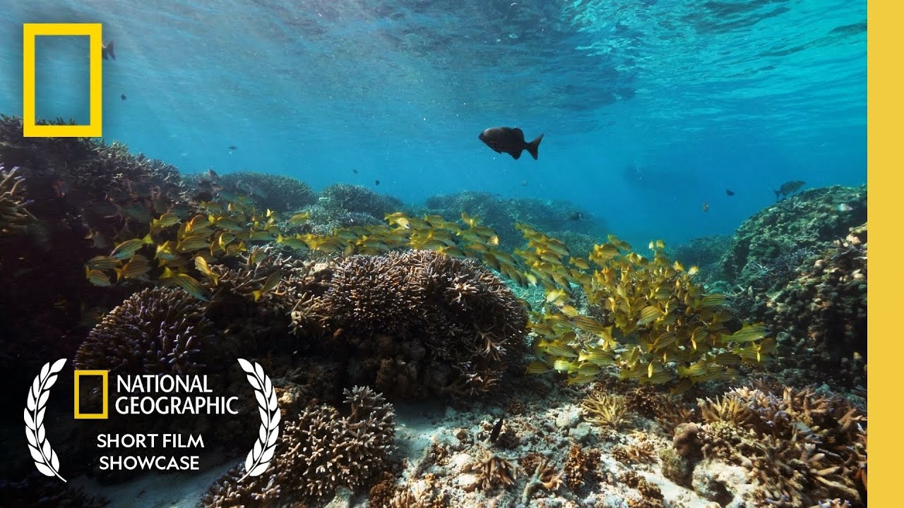 Belonging | Short Film Showcase | National Geographic