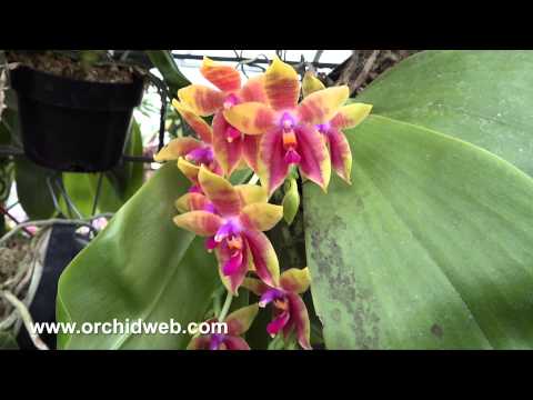 OrchidWeb - Phal. Guadalupe Pineda