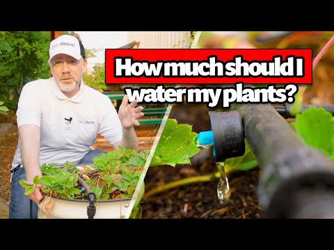 Part of a video titled How Long Are You Supposed to Run a Drip Irrigation System? - YouTube