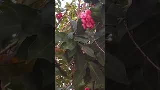 rose apple tree - fruit; rose apple tree - fried rose apple, a delight.