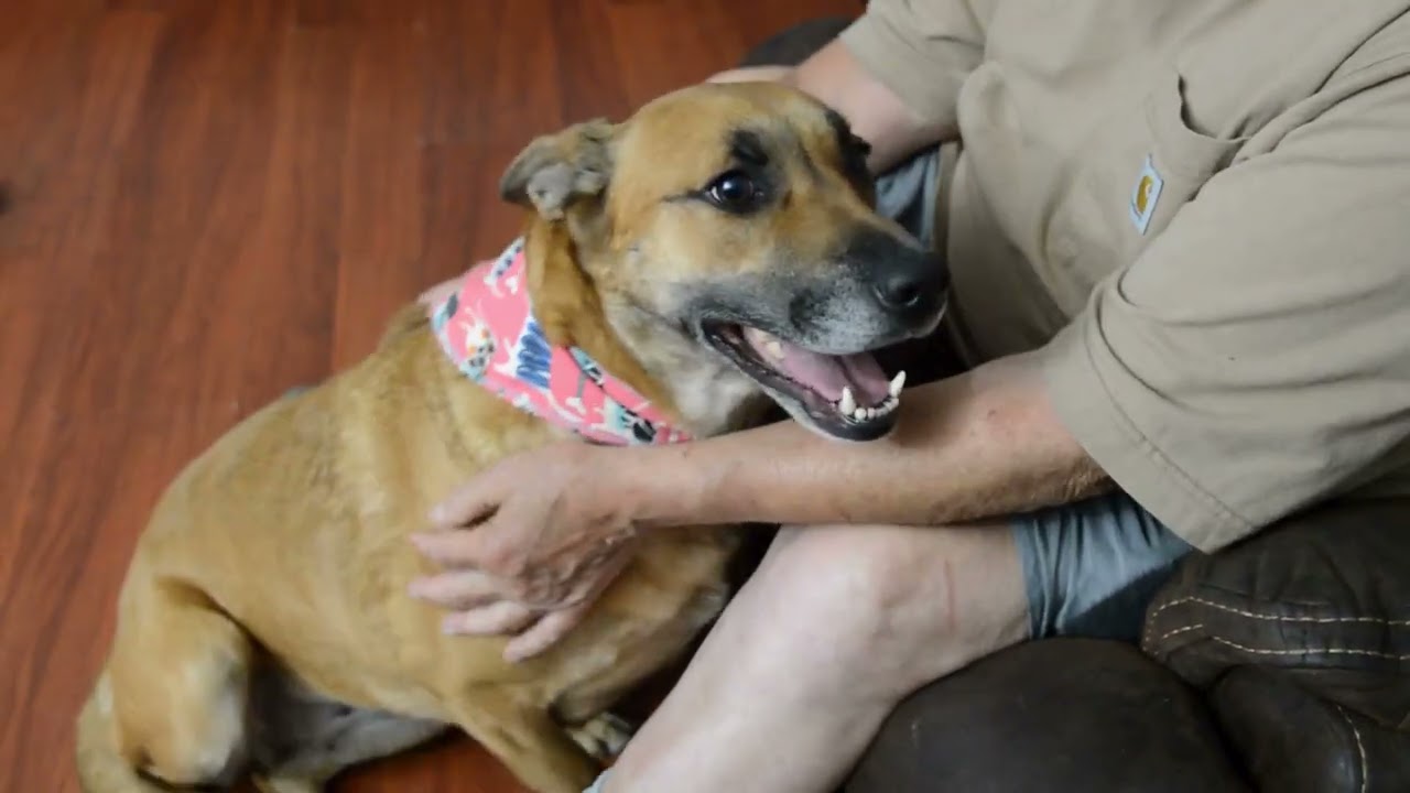 Enlarge Venus crate & potty trained, an adoptable mixed breed in Cumberland, RI video 6/6