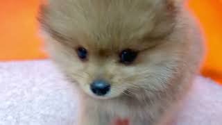 ポメラニアンの動画01