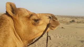 preview picture of video 'Raggiungere il deserto del Thar al confine Pakistan - India'