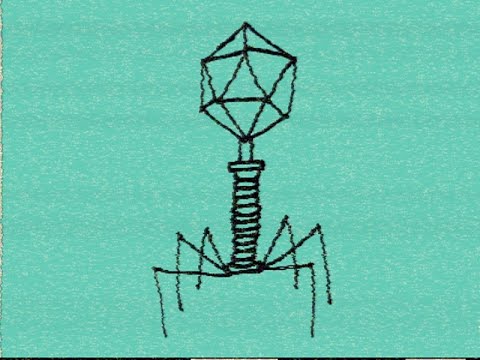 DM DOKURO - bacteriophage