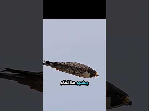 The Fastest Animal on Earth! 🦅 Peregrine Falcon