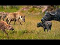 ¡Los Animales Se Metieron Con  La Madres Equivocado! DEFAULT Thumbnail