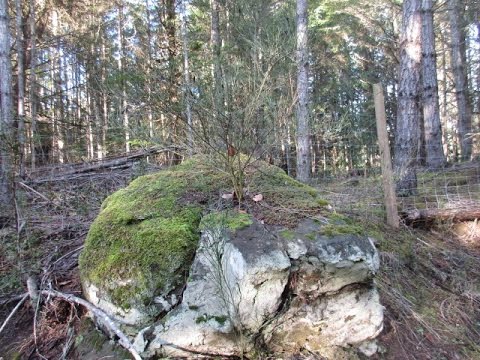 Broom Plant Growing in a Rock