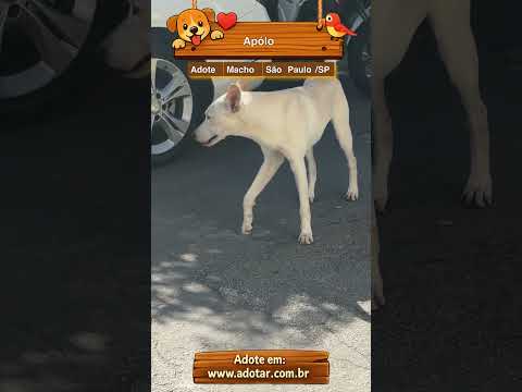 Vídeo de Apólo