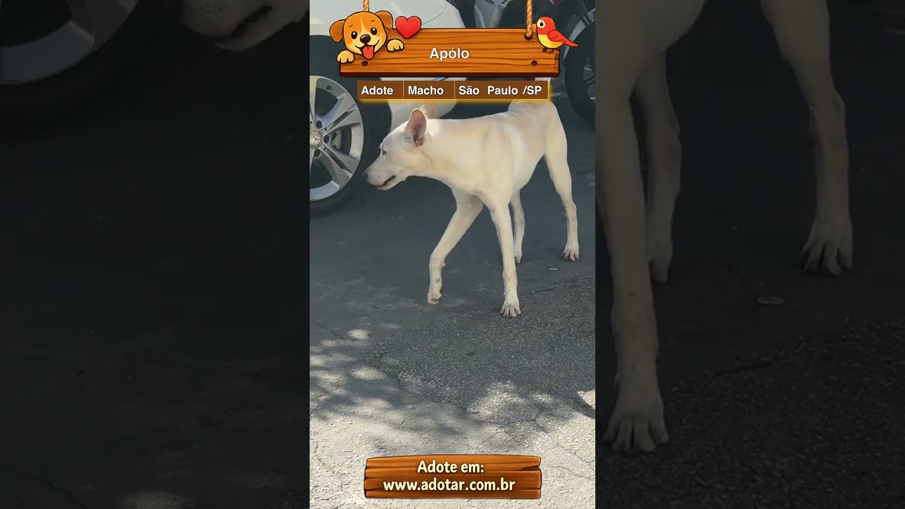 Cachorro raça SRD-ViraLata idade 7 a 11 meses nome Apólo
