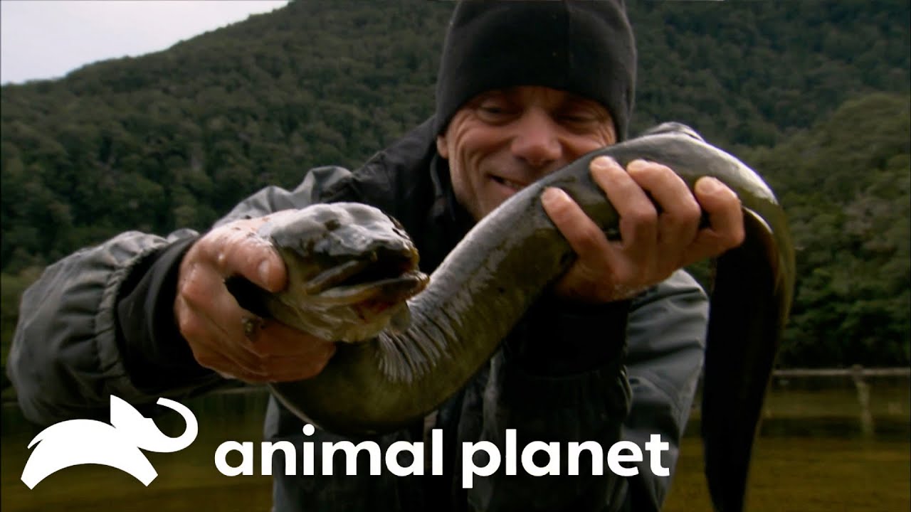 Jeremy Gets Dangerously Close to Flesh Ripping Eels | River Monsters | Animal Planet