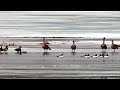 Mississippi River Flyway Cam. Geese & Mallards & Goldeneyes - explore.org 03-14-2022
