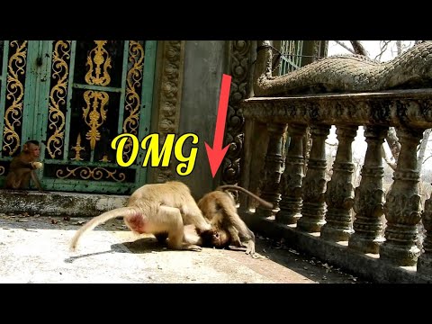 OMG!!! the monkeys bite each other TeVa she the is mom, baby Chaplin She protect when eating food.