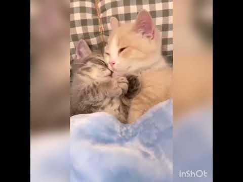 Amazing Cat videos #cat #cats #catsoftiktok #catlovers #catvideo #viral #tiktok #trend #shorts