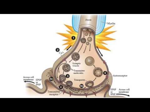 Your Brain on Drugs, UA Science Café Series, Michael Heien